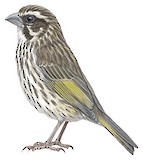 Streaky Seedeater Illustration