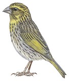 Yellow-browed Seedeater Illustration