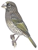 Thick-billed Seedeater Illustration