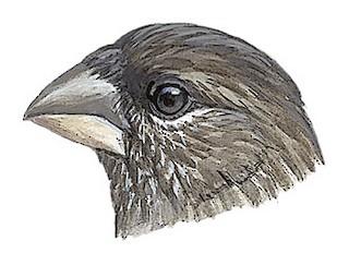 Crithagra burtoni tanganjicae