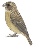 Principe Seedeater Illustration