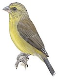 Cape Siskin Illustration