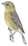 Drakensberg Siskin Illustration