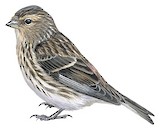 Twite Illustration