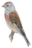 Common Linnet Illustration