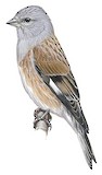 Yemen Linnet Illustration