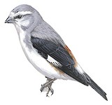 Warsangli Linnet Illustration