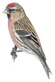 Lesser Redpoll Illustration