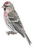 Common Redpoll Illustration