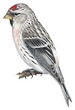 Arctic Redpoll Illustration