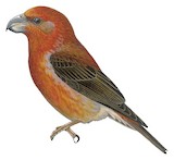 Parrot Crossbill Illustration