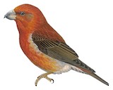 Scottish Crossbill Illustration