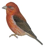 Red Crossbill Illustration