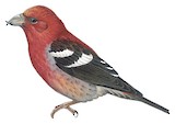 Two-barred Crossbill Illustration