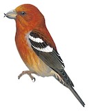 Hispaniolan Crossbill Illustration