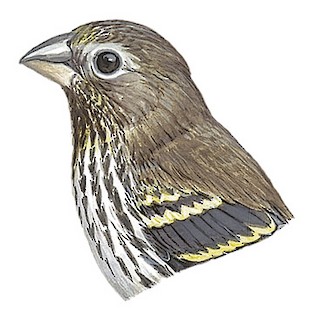 Illustration of Female - Indonesian Serin (estherae)