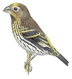 Mindanao Serin Illustration