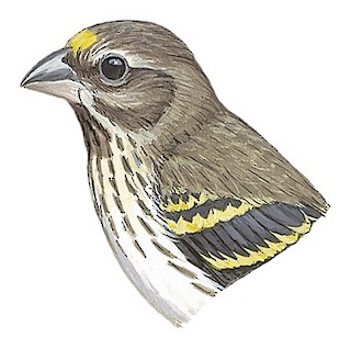 Chrysocorythus estherae renatae