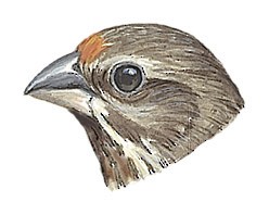 Chrysocorythus estherae renatae