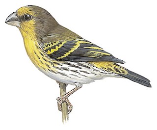 Chrysocorythus mindanensis