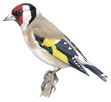 European Goldfinch Illustration