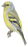 Citril Finch Illustration