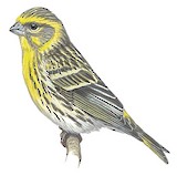 European Serin Illustration