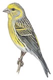 Atlantic Canary Illustration