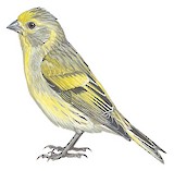 Syrian Serin Illustration