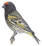 Red-fronted Serin Illustration