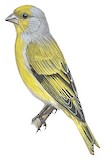 Cape Canary Illustration