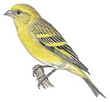 Yellow-crowned Canary Illustration