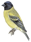 Ethiopian Siskin Illustration