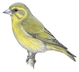 Tibetan Serin Illustration