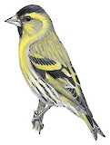 Eurasian Siskin Illustration