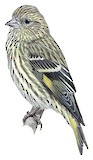 Pine Siskin Illustration