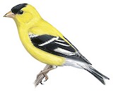 American Goldfinch Illustration