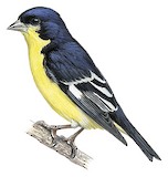 Lesser Goldfinch Illustration