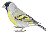 Lawrence's Goldfinch Illustration