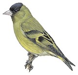 Black-capped Siskin Illustration