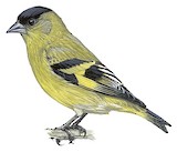 Andean Siskin Illustration