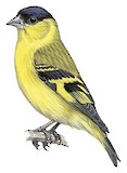 Yellow-faced Siskin Illustration