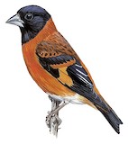 Red Siskin Illustration