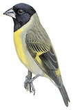 Thick-billed Siskin Illustration