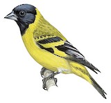 Hooded Siskin Illustration