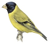 Antillean Siskin Illustration