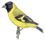 Saffron Siskin Illustration