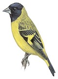 Olivaceous Siskin Illustration