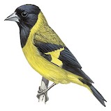 Black-headed Siskin Illustration