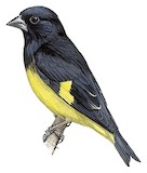 Yellow-bellied Siskin Illustration